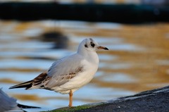 Chroicocephalus ridibundus