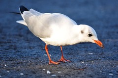 Chroicocephalus ridibundus