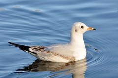 Chroicocephalus ridibundus