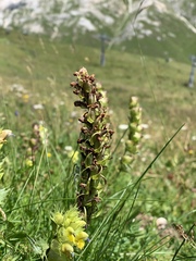 Dactylorhiza incarnata
