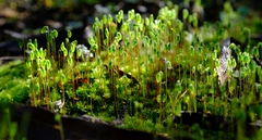Bryum canariense