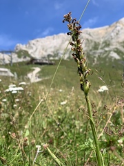 Dactylorhiza incarnata