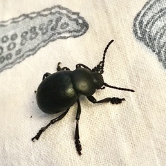 Timarcha goettingensis