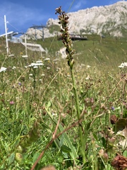 Dactylorhiza incarnata
