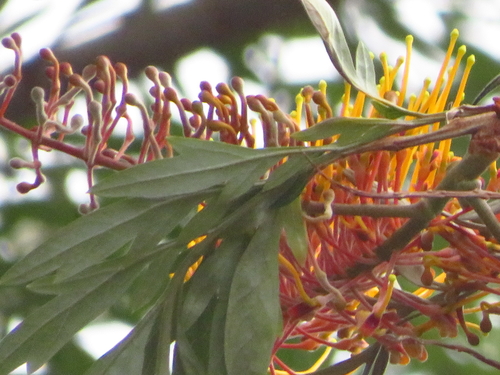 Grevillea image