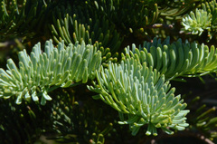 Abies procera