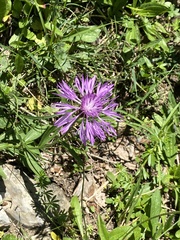 Centaurea phrygia
