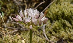 Allium crenulatum