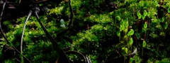 Bryum canariense