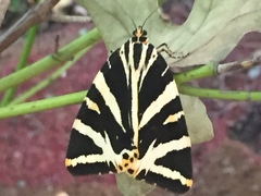 Euplagia quadripunctaria