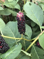 Phytolacca acinosa