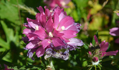 Sidalcea hirtipes