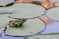 Pelophylax fukienensis