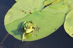 Pelophylax fukienensis