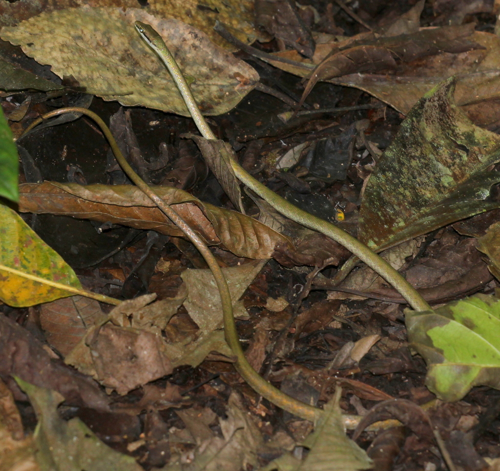 Copper Parrot Snake