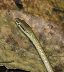 Leptophis cupreus