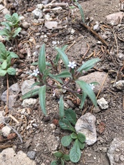 Collomia tinctoria