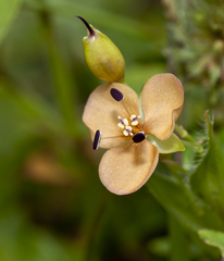 Murdannia lanuginosa