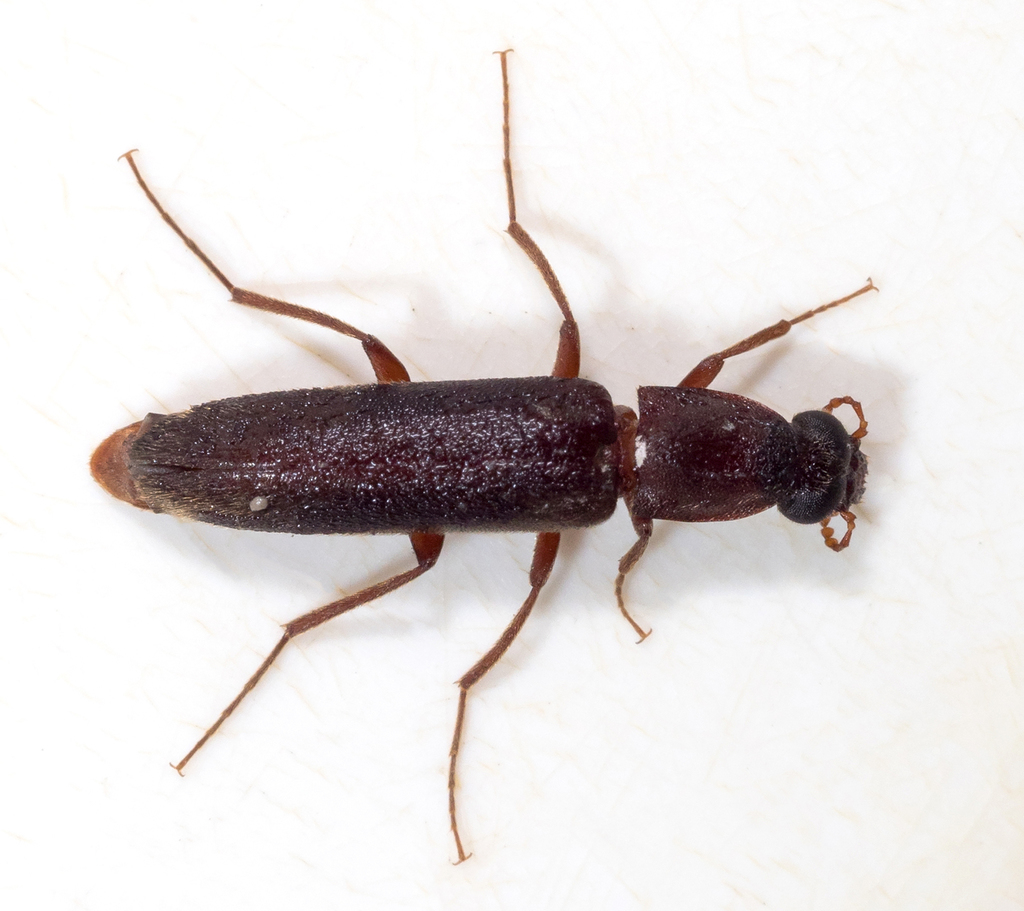 Melittommatinae