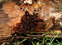 Phaeotremella fimbriata