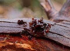 Phaeotremella fimbriata