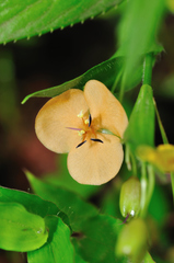 Murdannia lanuginosa