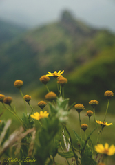 Senecio bombayensis