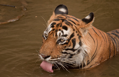 Panthera tigris tigris