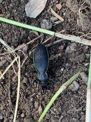 Carabus purpurascens