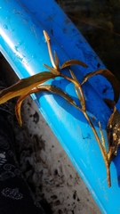 Potamogeton richardsonii