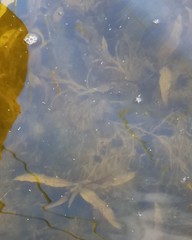 Potamogeton richardsonii