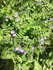 Polemonium californicum