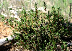 Lampranthus leptaleon