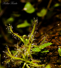 Drosera indica