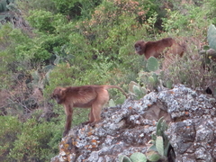 Theropithecus gelada