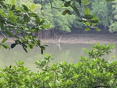 Ardea sumatrana