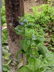 Pentaglottis sempervirens