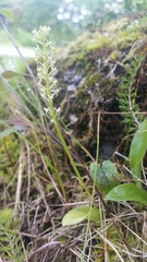 Malaxis monophyllos monophyllos