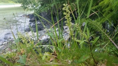 Malaxis monophyllos monophyllos