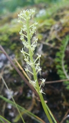 Malaxis monophyllos monophyllos