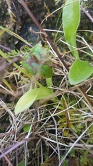 Malaxis monophyllos monophyllos