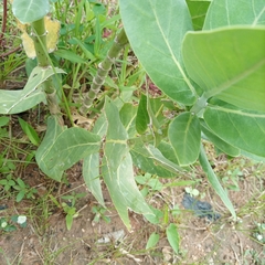 Calotropis procera