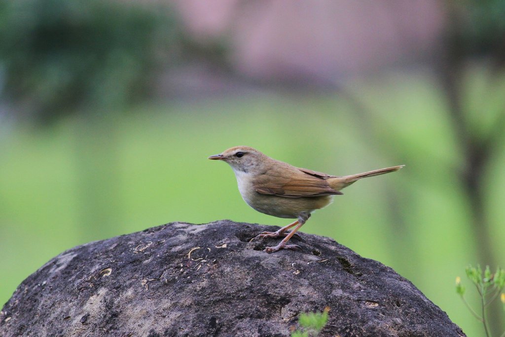 Manchurian Bush-Warbler from 208台灣新北市金山區磺港 on April 05, 2011 at 06:56 ...