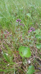 Pedicularis parviflora