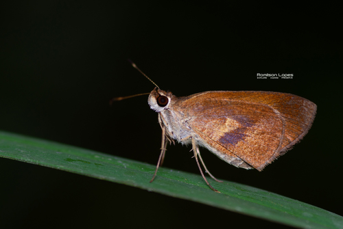 Malicious Skipper