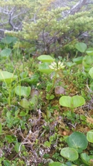 Coptis aspleniifolia