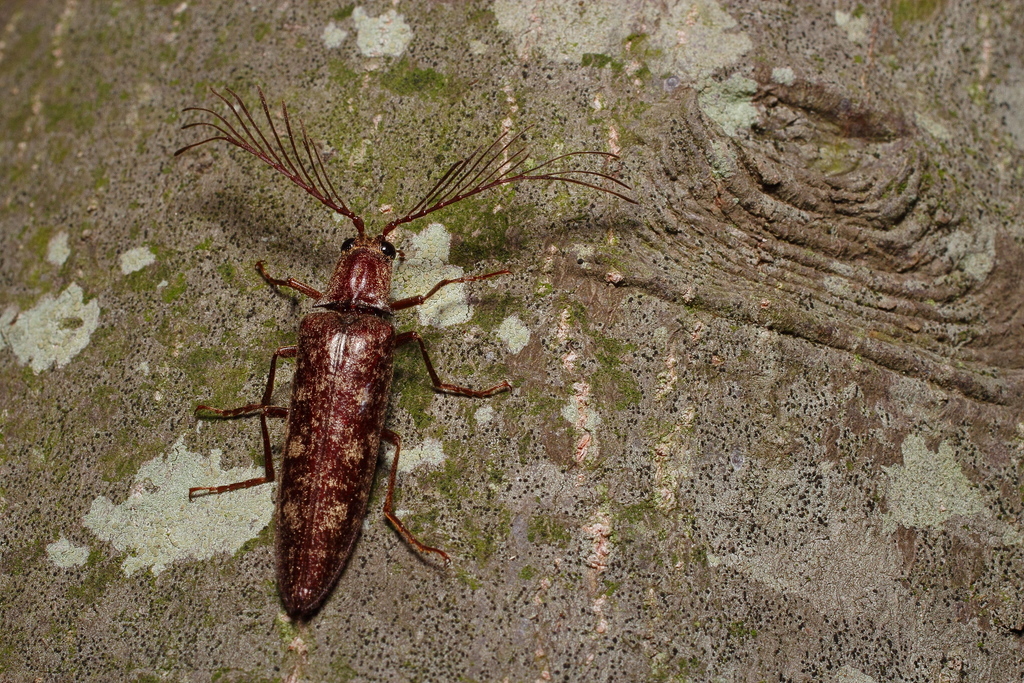 ヒゲコメツキ (Pectocera fortunei) · iNaturalist