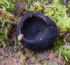 Aleurina