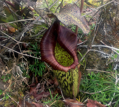 Nepenthes maxima