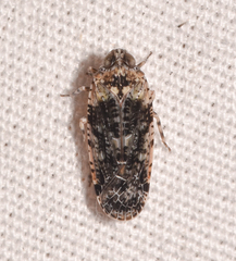 Catonia nava